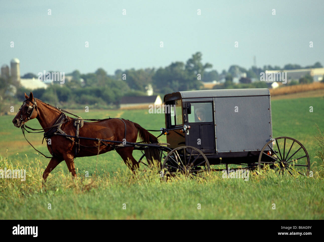 Cheval Amish buggy sur une route rurale, comté de Lancaster, Pennsylvanie, USA Banque D'Images