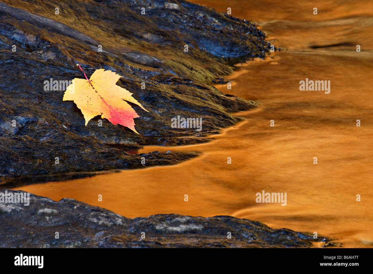 Automne Érable sur Rock in Tellico rivière avec des reflets de la couleur de l'automne New Jersey Banque D'Images