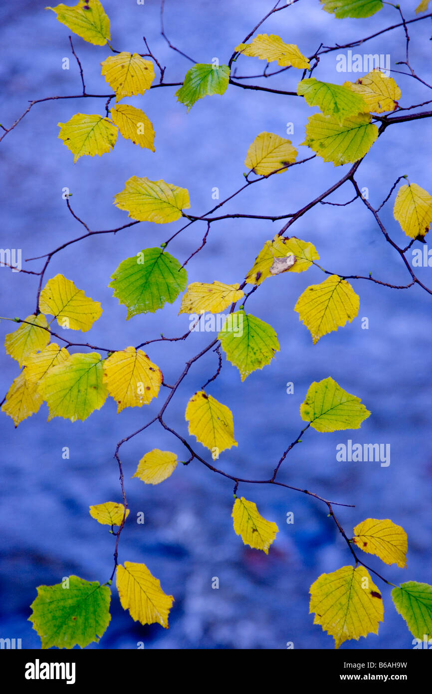 Noisetier les feuilles d'automne plus de ruisseau, England, UK Banque D'Images