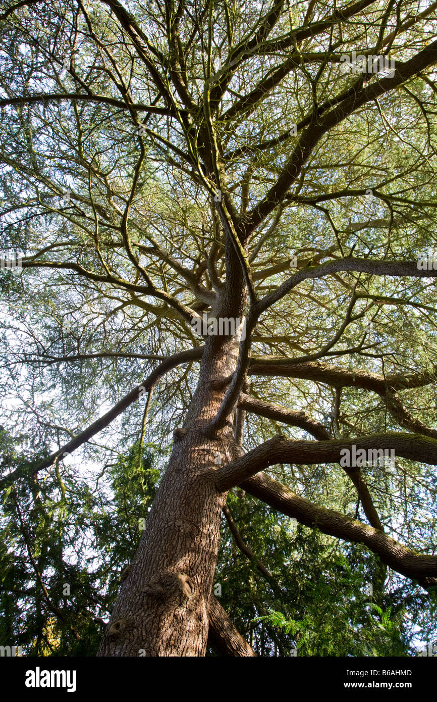 Cèdre de l'Atlas "Cedrus atlantica" Banque D'Images