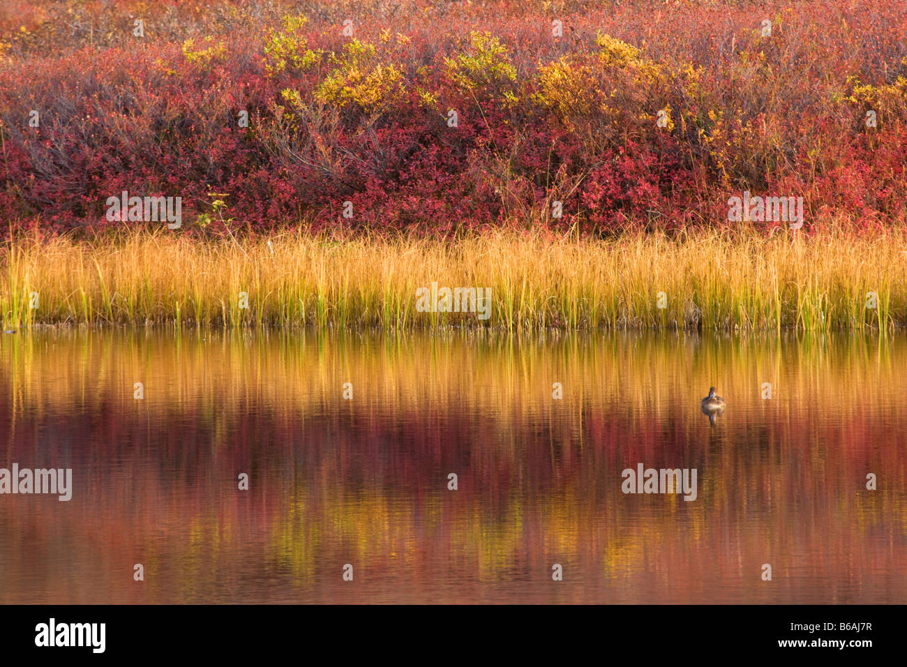 Réflexions dans une toundra colorée électrique étang Parc National Denali en Alaska Banque D'Images