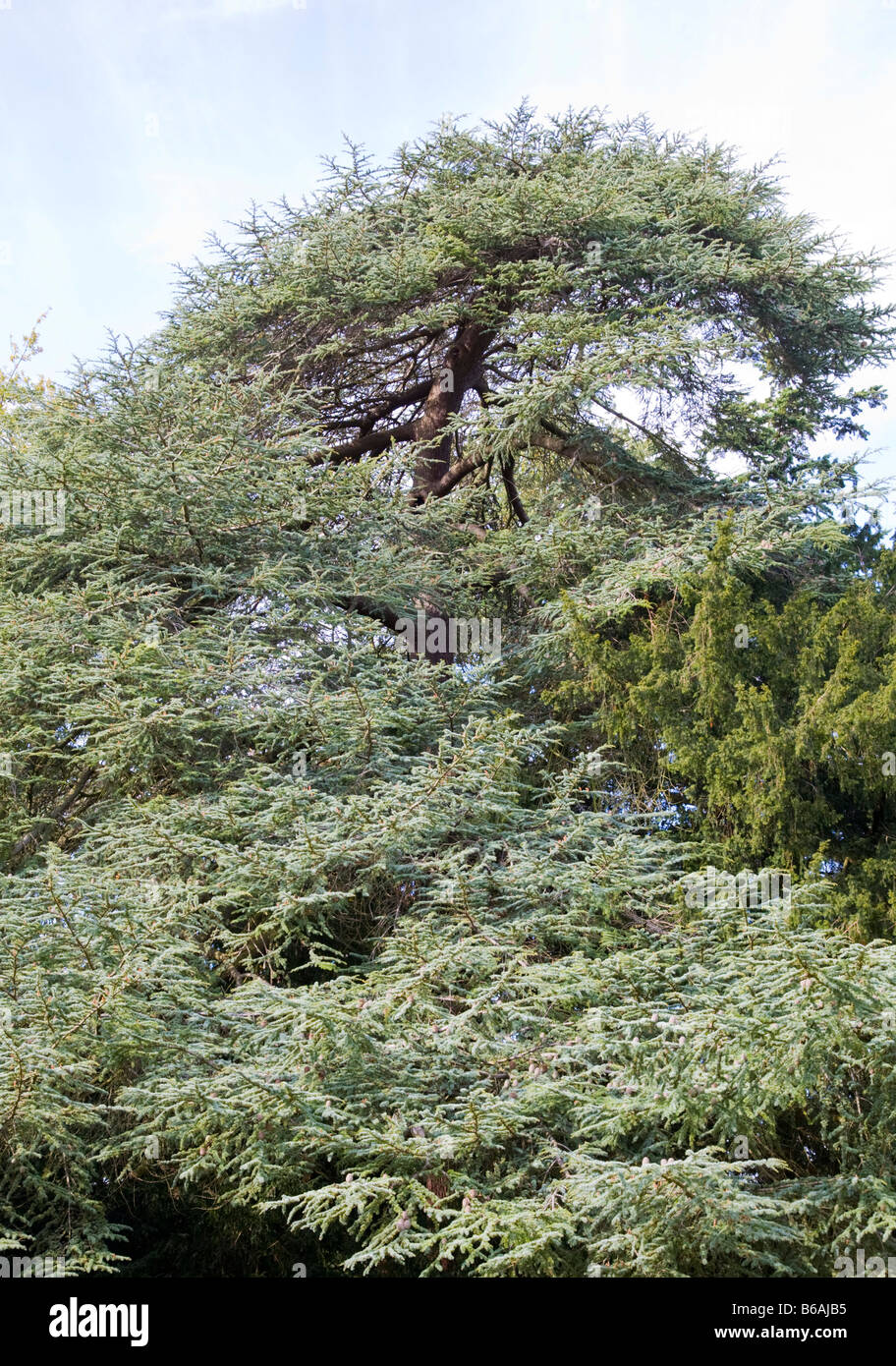 Cèdre de l'Atlas Cedrus atlantica Banque D'Images