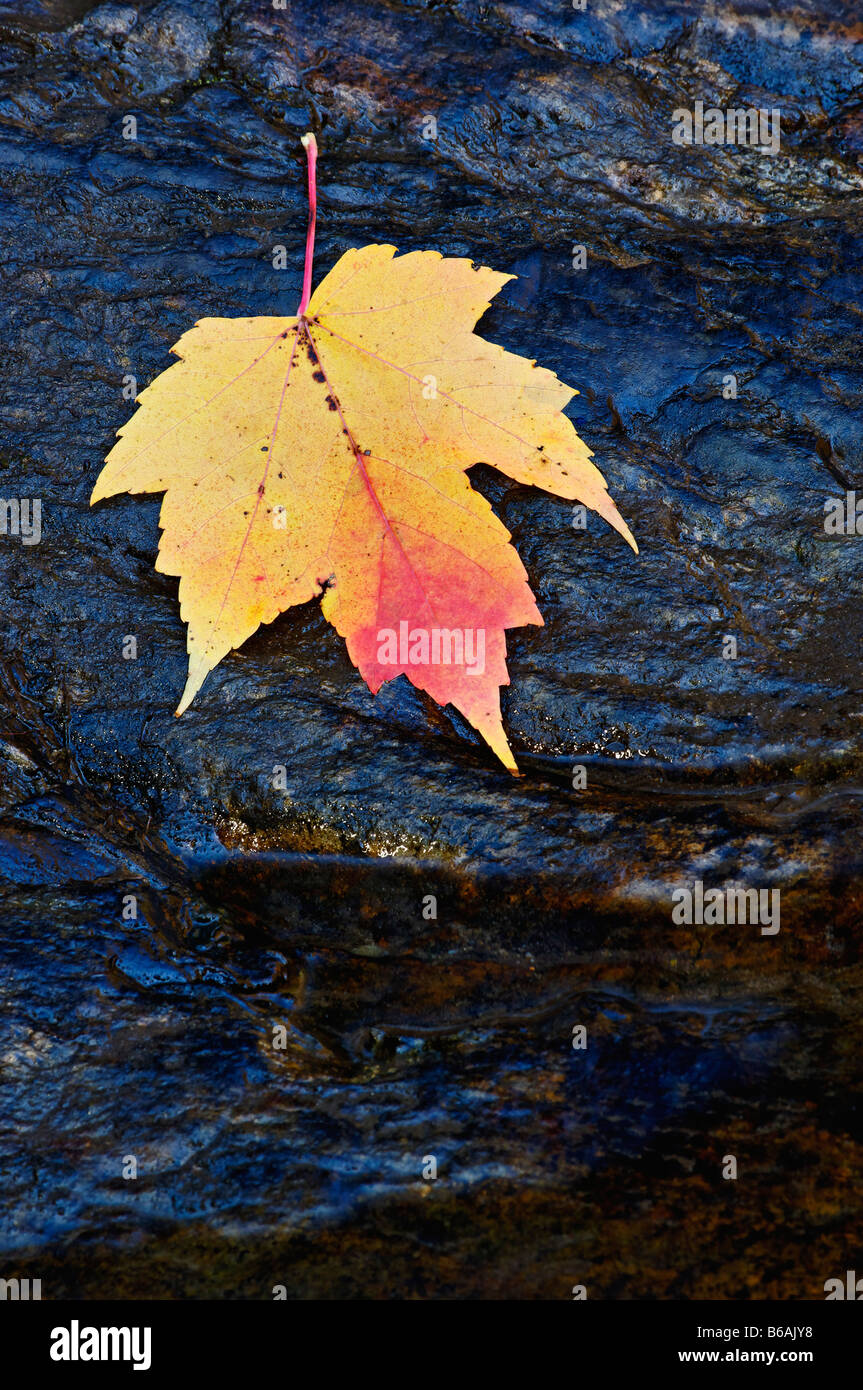 Automne Érable sur Rock in Tellico rivière avec des reflets de la couleur de l'automne New Jersey Banque D'Images