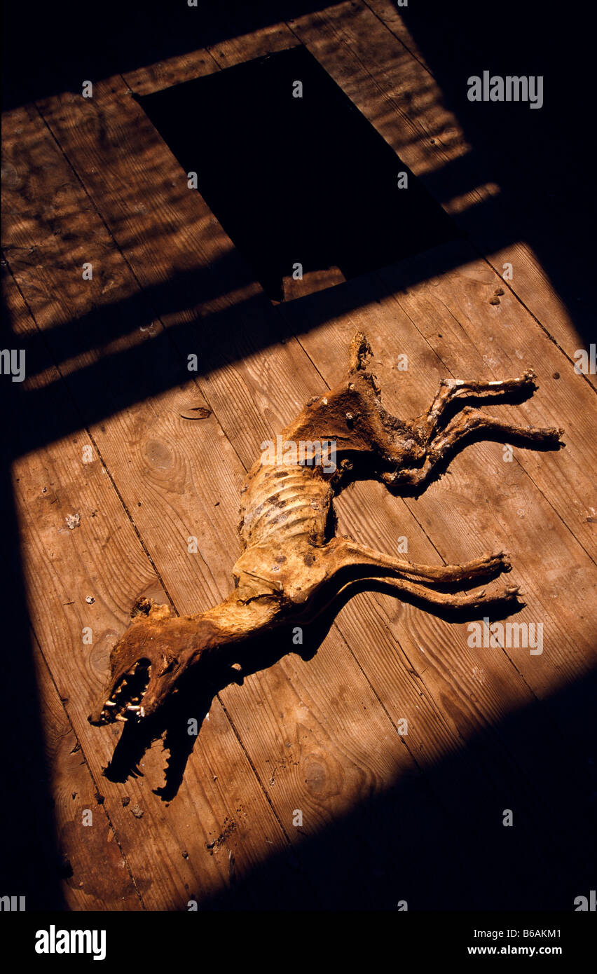 Fox carcasse, l'arrière-pays australien Banque D'Images