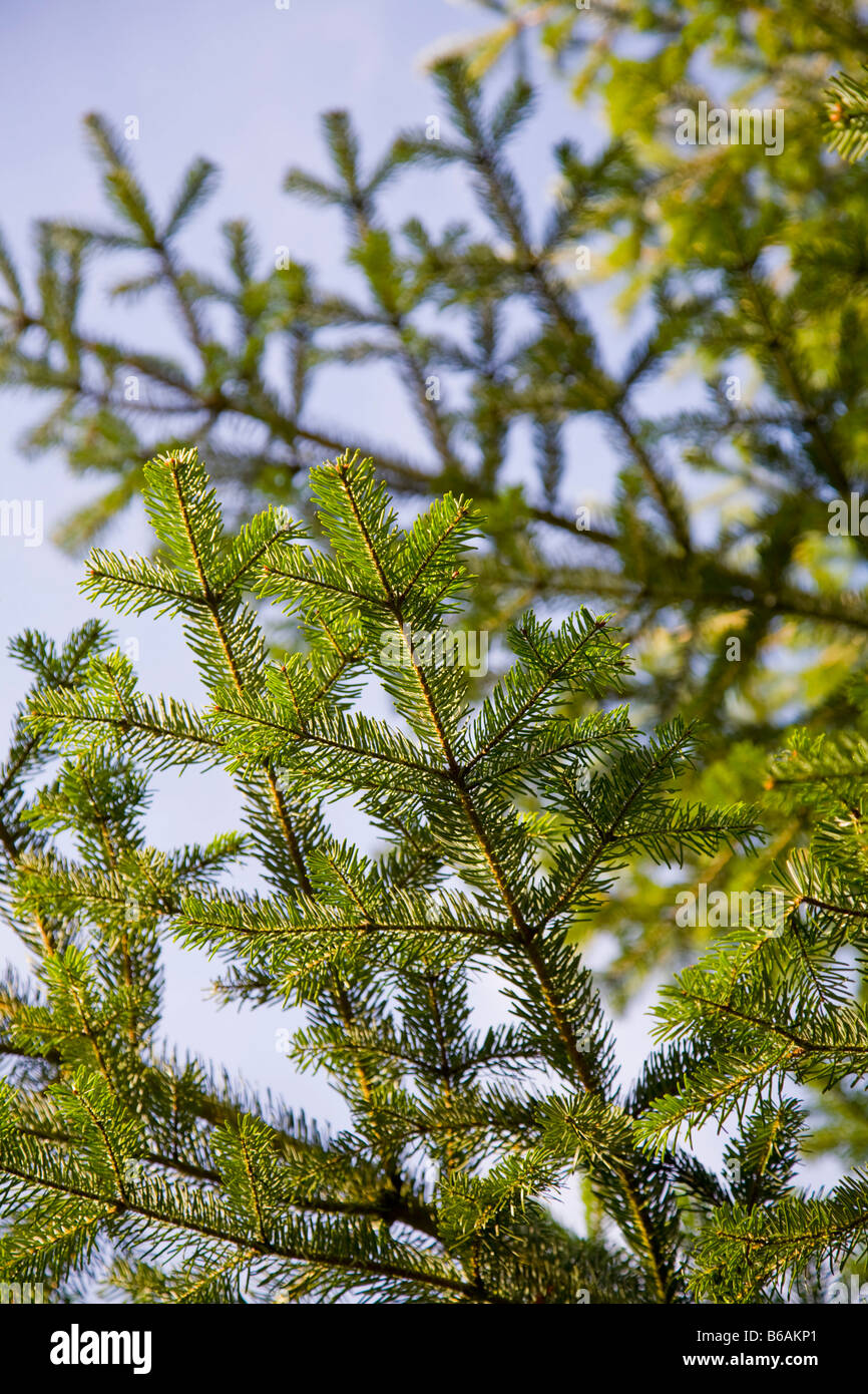 Caucasian Sapin Abies nordmanniana Sapin de Nordmann '' Banque D'Images