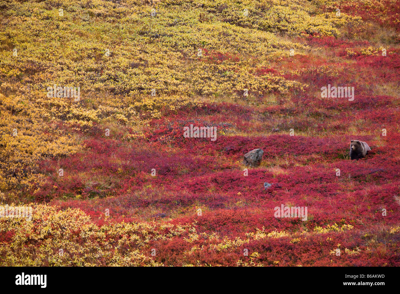 Aussi appelé l'ours grizzli Ours brun d'Alaska Denali National Park Banque D'Images