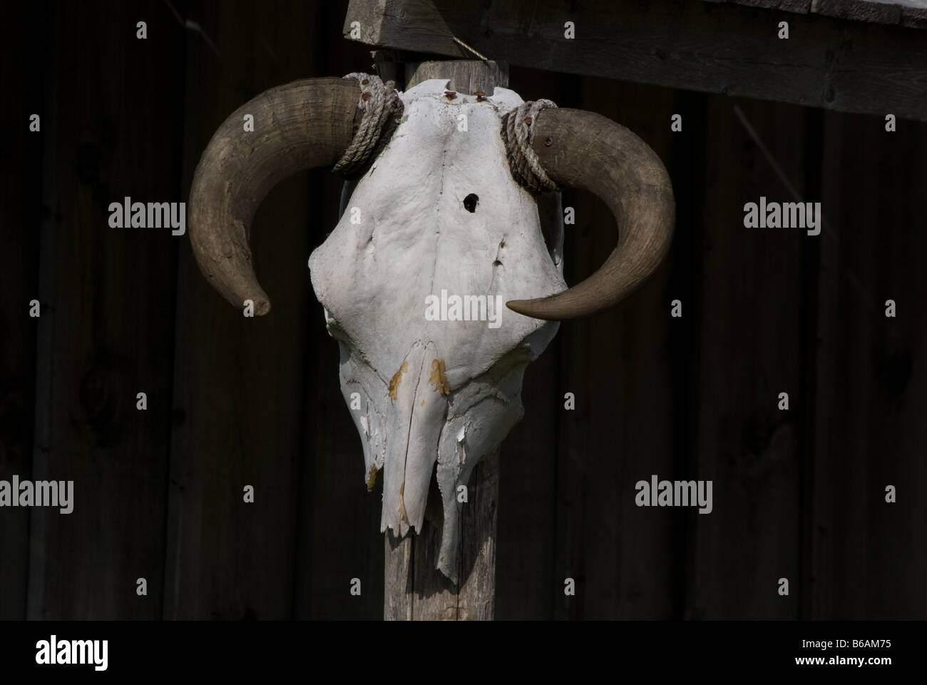 Un crâne de vache accrochées à l'extérieur d'un bâtiment de style ancien-ouest. Banque D'Images