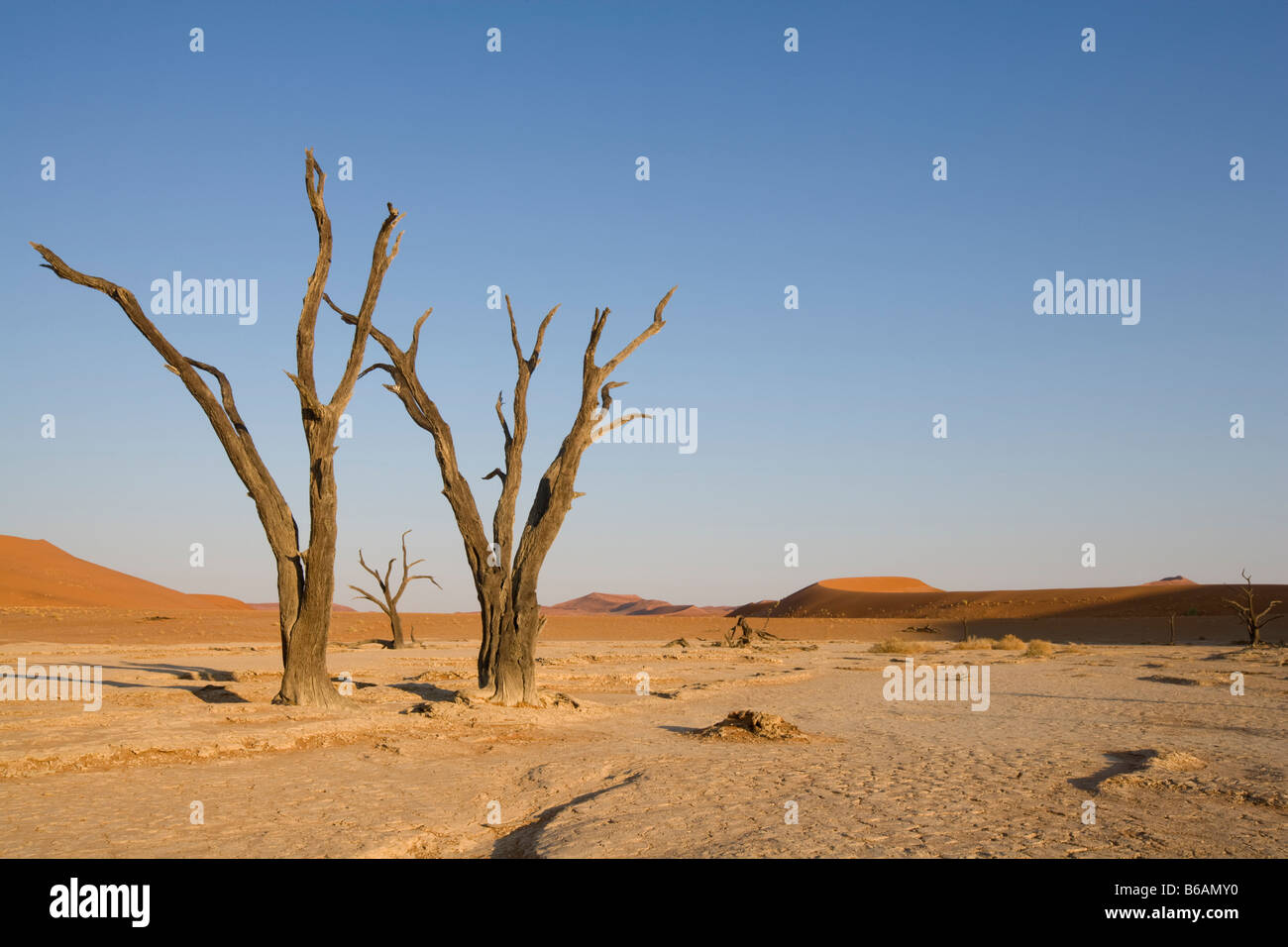 Afrique Namibie Namib Naukluft National Park Morning sun lights acacia desséchée à Dead Vlei dans le désert de Namib Banque D'Images