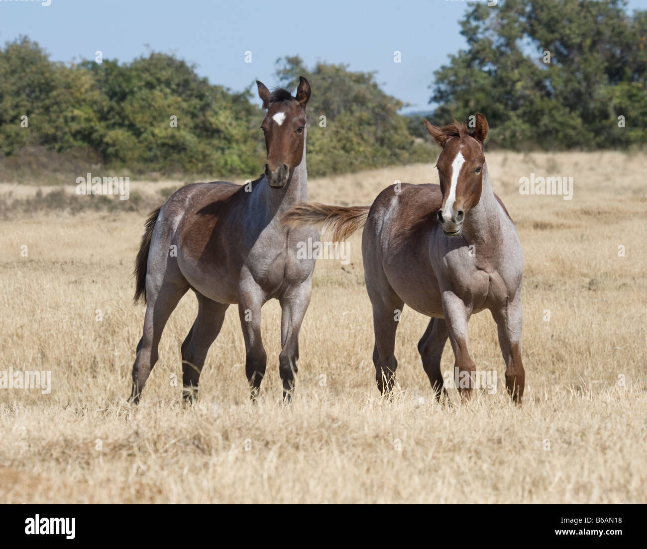 Troupeau de Quarter Horse ratons à courir à travers les prairies du Texas à sec Banque D'Images