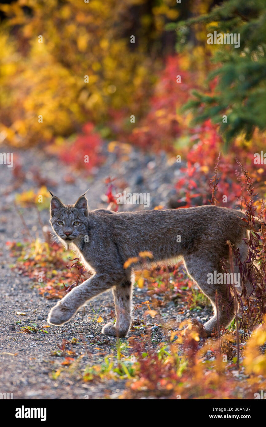 Un Lynx sauvages du parc national de Denali en Alaska Banque D'Images