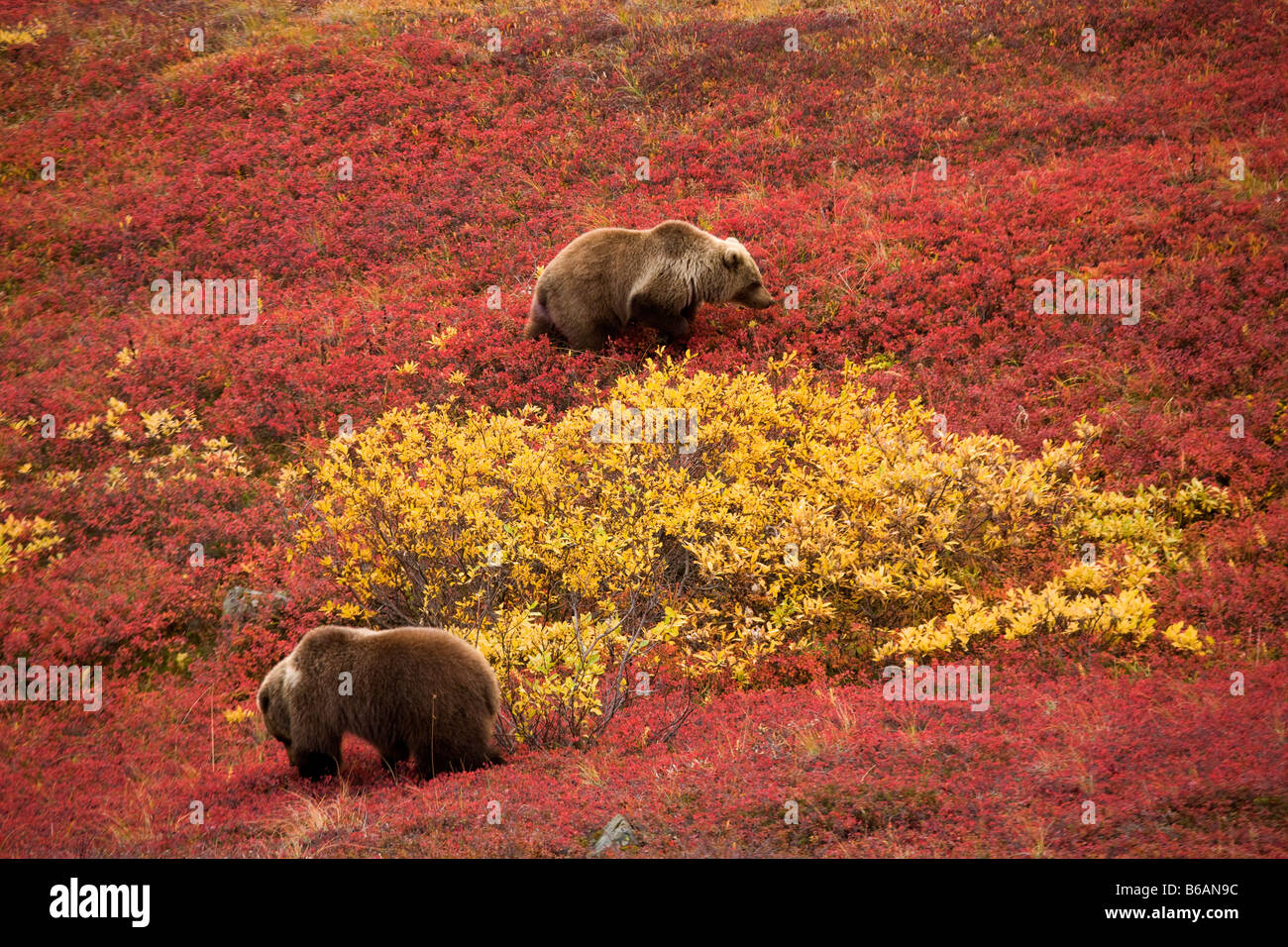 Aussi appelé l'ours grizzli Ours brun d'Alaska Denali National Park Banque D'Images