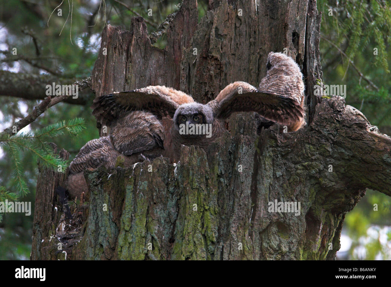 Grand-duc Bubo virginianus Owlets, quatre (1) sur les ailes battantes nichent au dessus de dead tree stump à Beaver Lake Park Victoria Banque D'Images