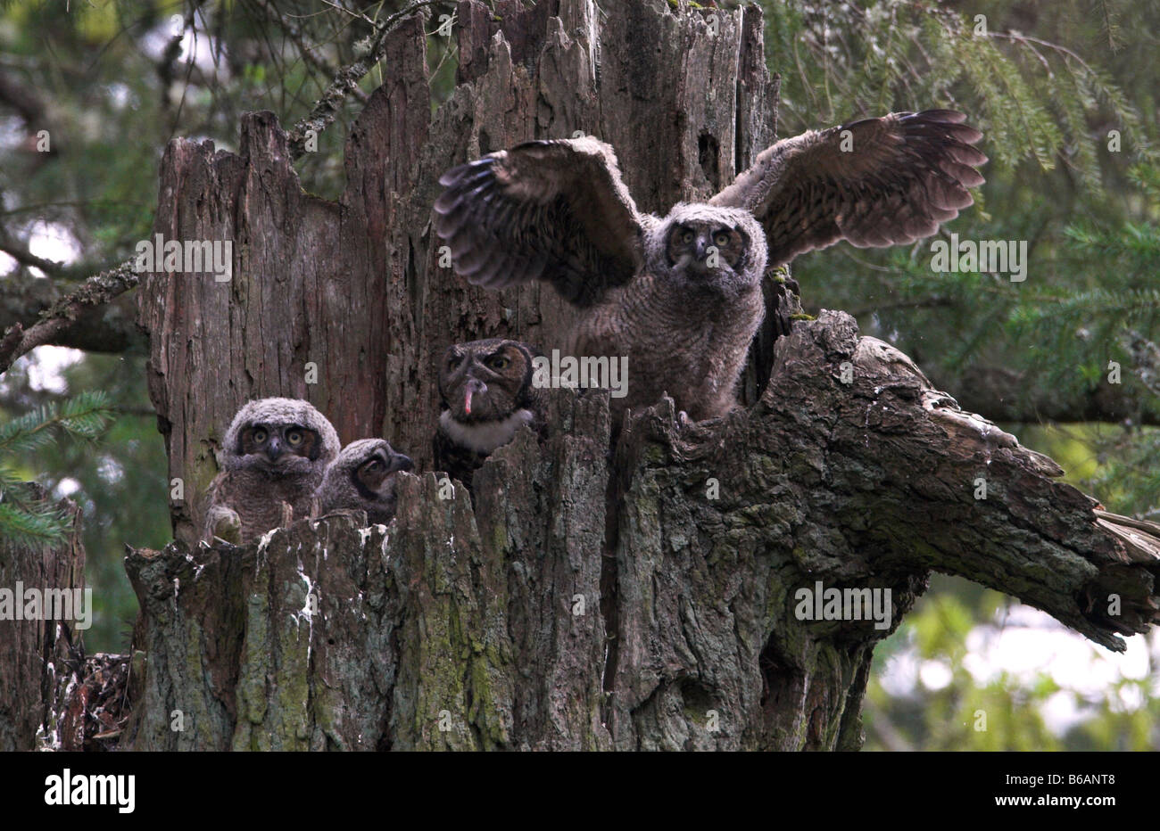 Grand-duc Bubo virginianus, Owlets trois visible (les ailes battantes) sur un nid de parent au haut de souche d'arbre mort en Avril Banque D'Images