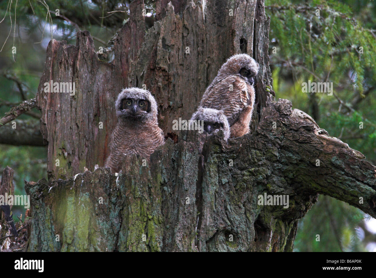 Grand-duc Bubo virginianus, Owlets trois visible sur nid en haut de l'arbre mort stump à Beaver Lake Park Victoria BC en Avril Banque D'Images