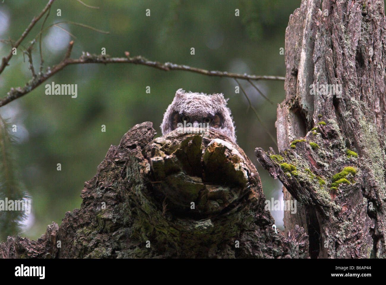 Owlet Grand-duc Bubo virginianus, culminant sur souche d'arbre mort à Beaver Lake Park Victoria BC en Avril Banque D'Images