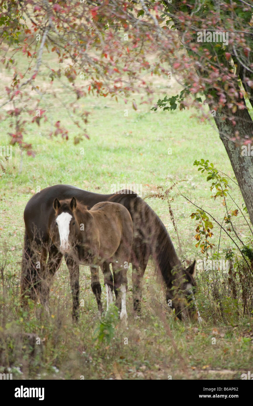 Jument Poney Connemara avec poulain Banque D'Images