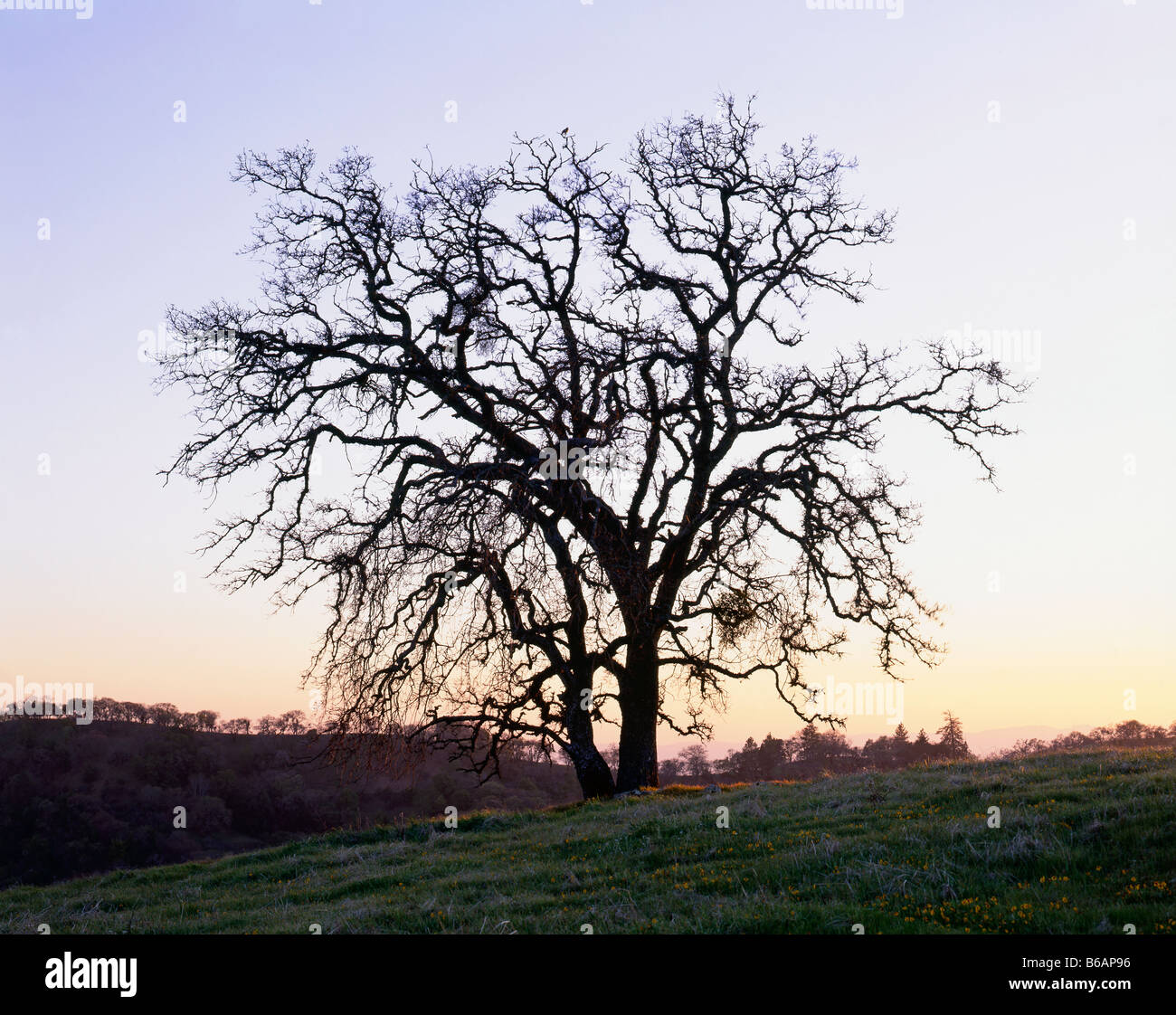 Californie - Valley oak, Quercus lobata), arbre qui pousse sur une colline couverte d'herbe à Henry W. Coe State Park Banque D'Images