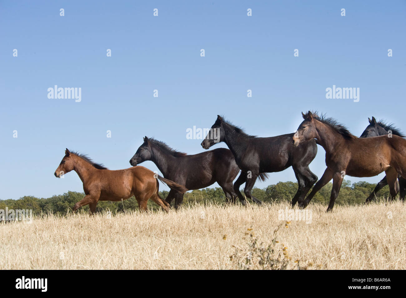 Troupeau de Quarter Horse ratons à courir à travers les prairies du Texas à sec Banque D'Images