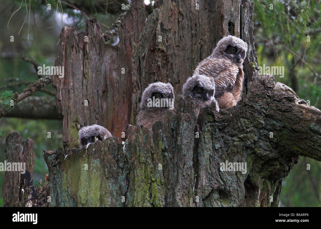 Grand-duc Bubo virginianus Owlets, quatre visible sur nid en haut de la souche d'arbre mort à Beaver Lake Park Victoria BC en Avril Banque D'Images