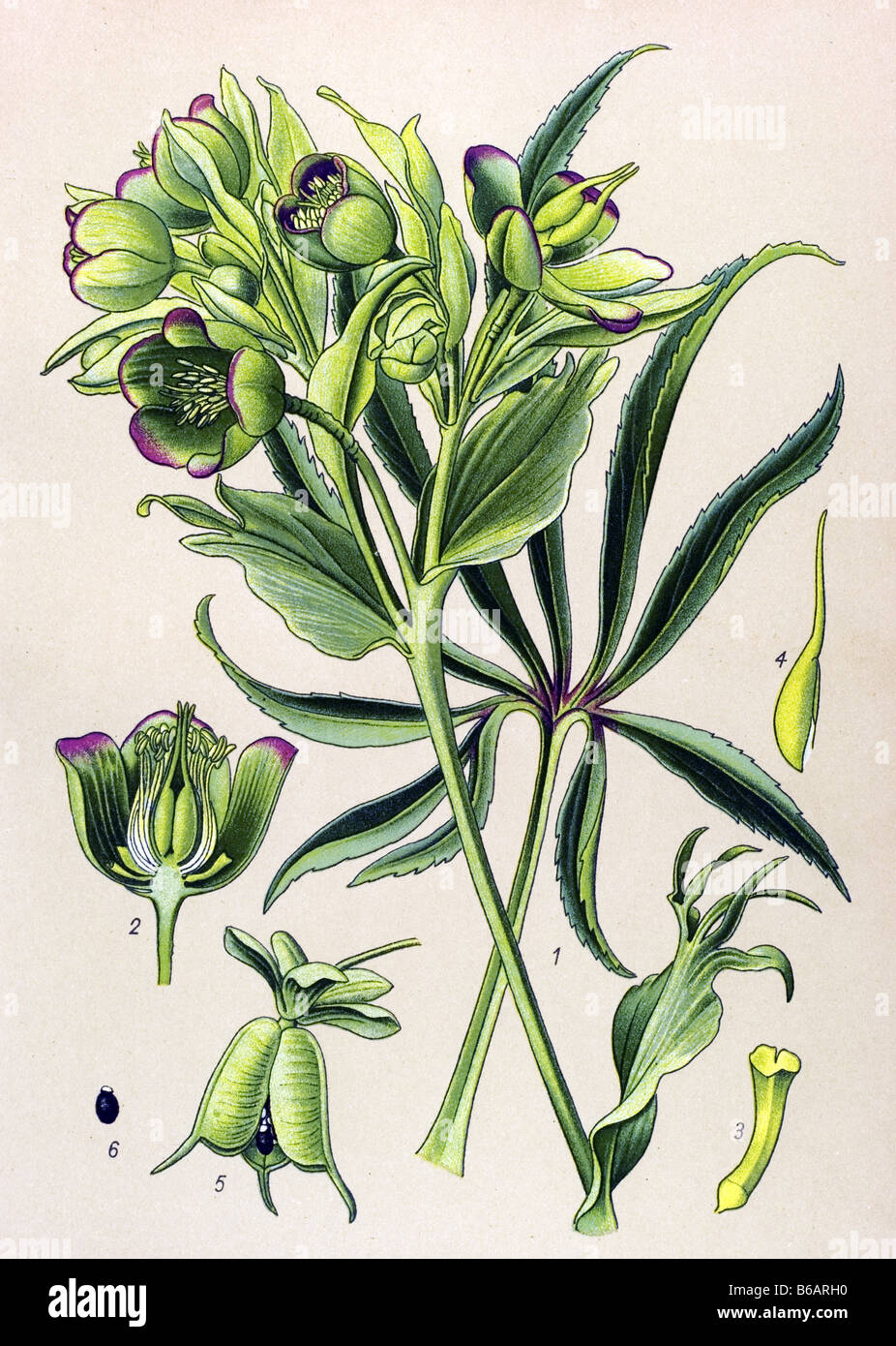 L'hellébore fétide helleborus foetidus, illustrations, plantes toxiques Banque D'Images