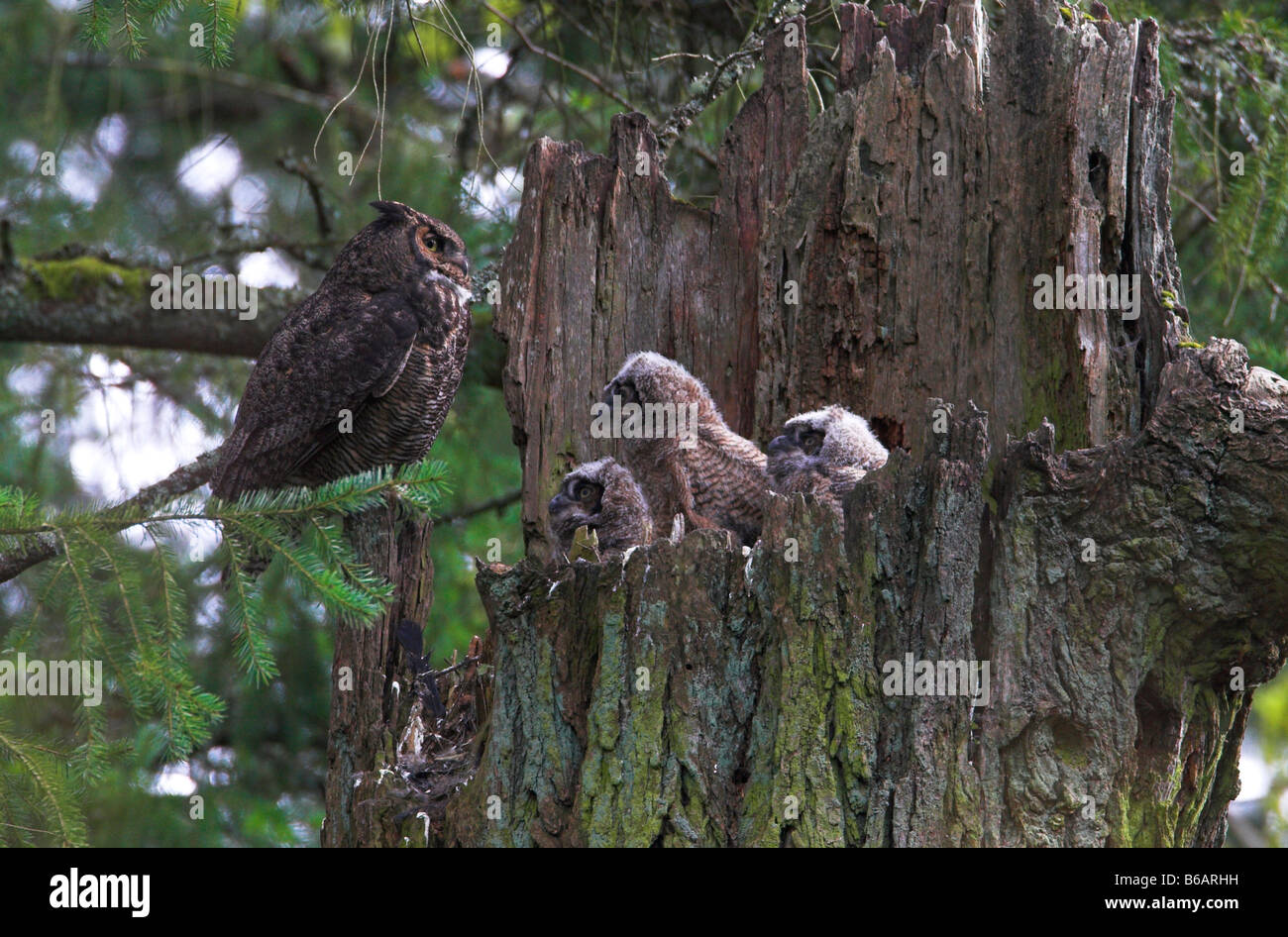 Grand-duc Bubo virginianus Owlets, trois avec le parent sur son nid en haut de la souche d'arbre mort à Beaver Lake Park Victoria BC Banque D'Images