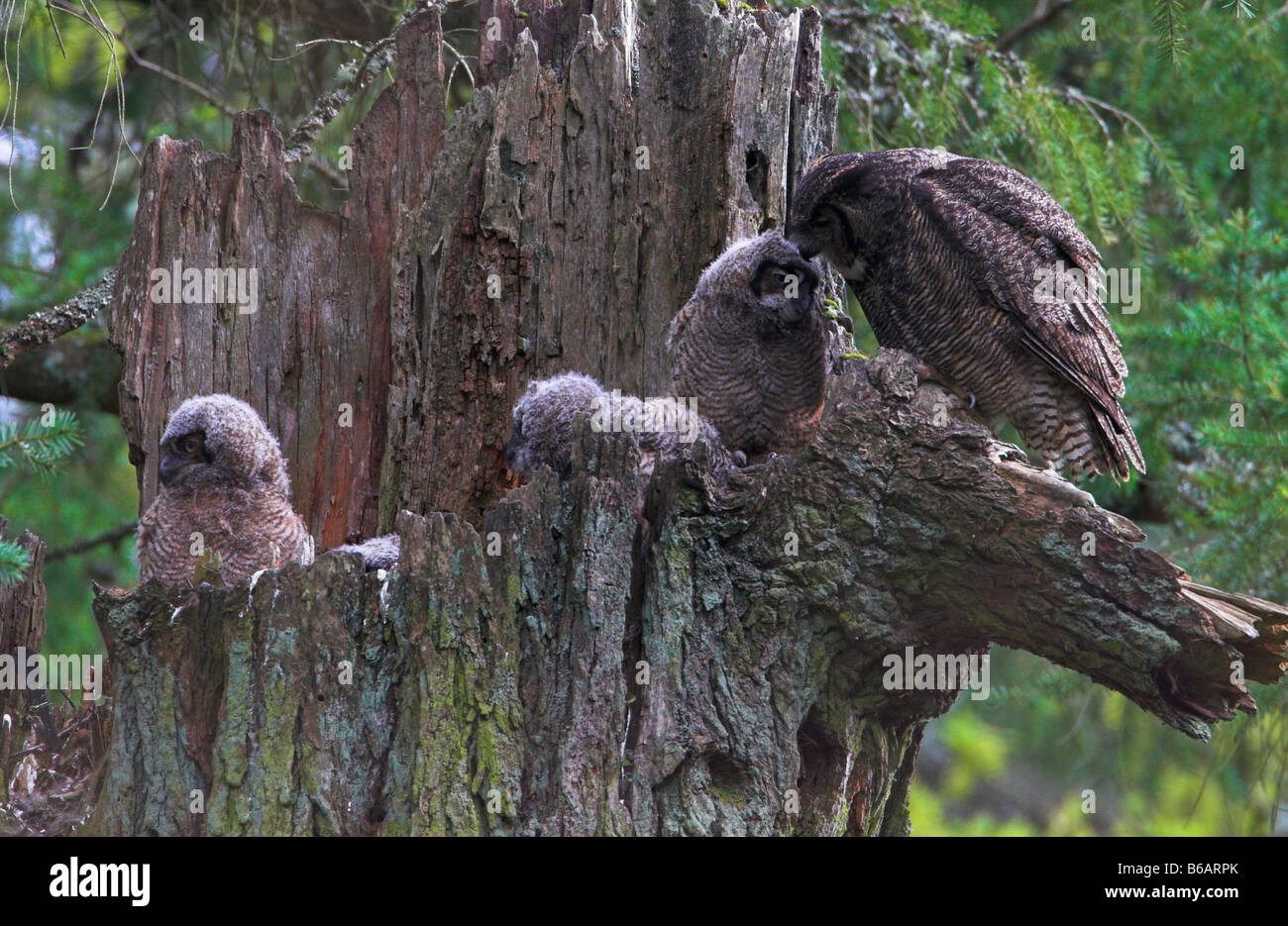 Grand-duc Bubo virginianus Owlets, quatre visibles avec le parent au nid haut de souche d'arbre mort à Beaver Lake Park Victoria BC Banque D'Images