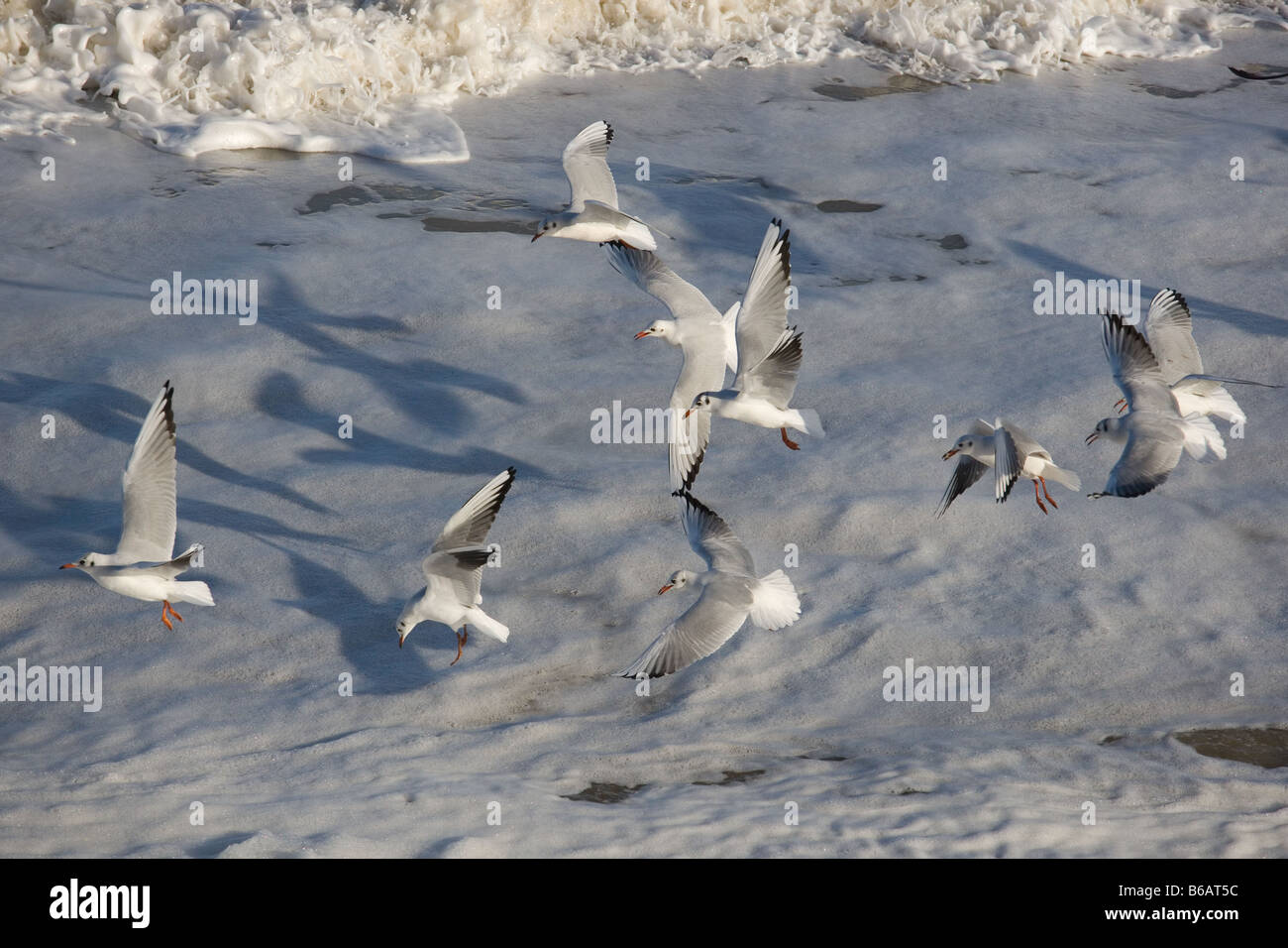 Mouette rieuse Larus ridibundus en plumage d'hiver Norfolk Coast Banque D'Images