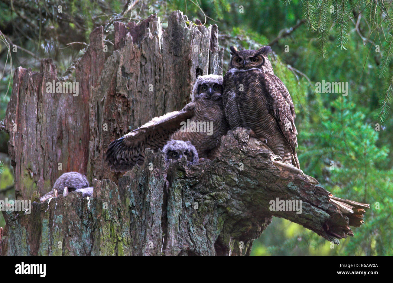 Grand-duc Bubo virginianus Owlets trois,visible avec le parent au nid haut de souche d'arbre mort à Beaver Lake Park Victoria BC Banque D'Images