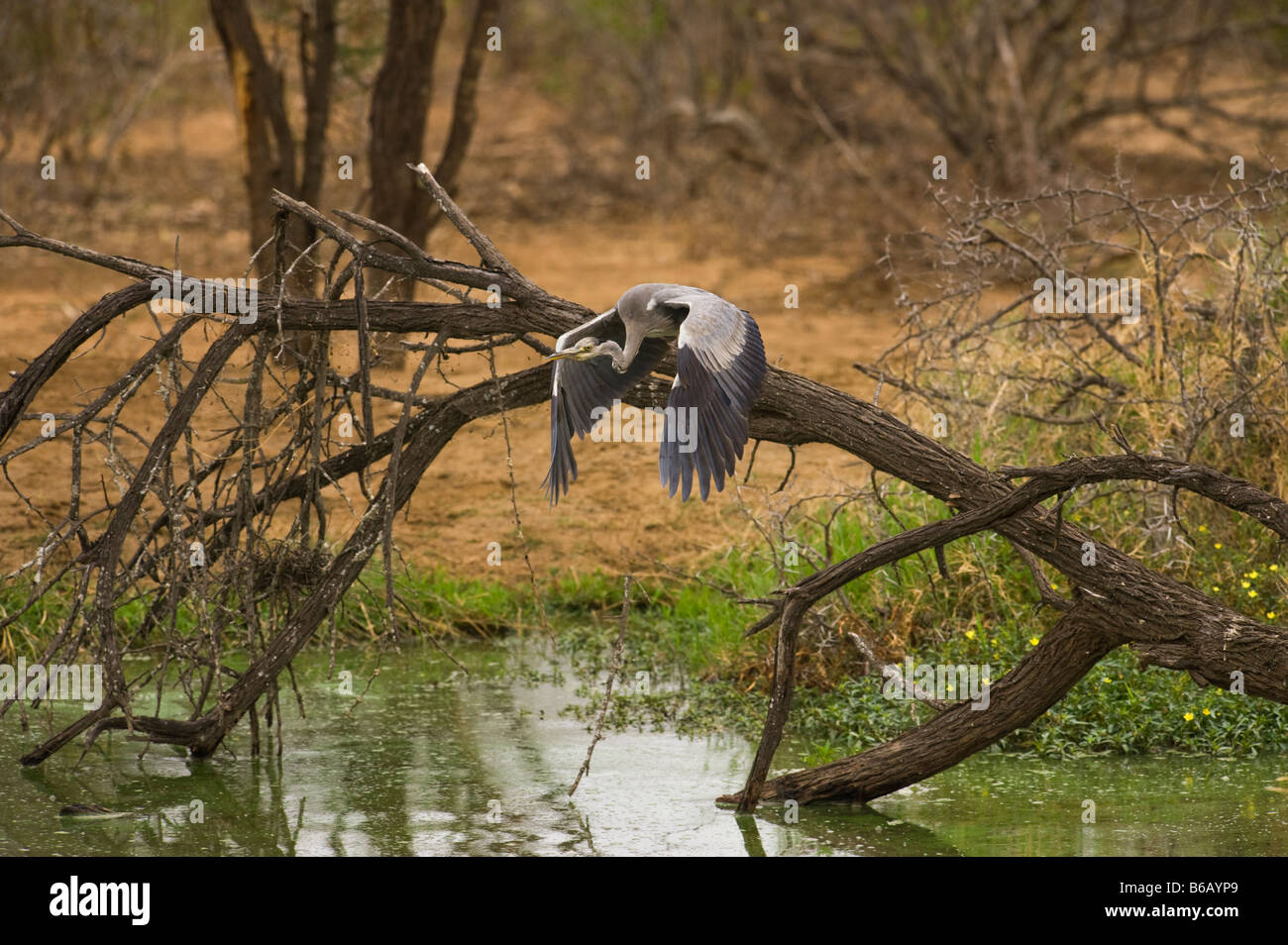 L'état sauvage des animaux Héron cendré Ardea cinerea volant à point d'eau au sud-Afrika afrique du sud Banque D'Images L'état sauvage des animaux Héron cendré Ardea cinerea volant à point d'eau au sud-Afrika afrique du sud Banque D'Images