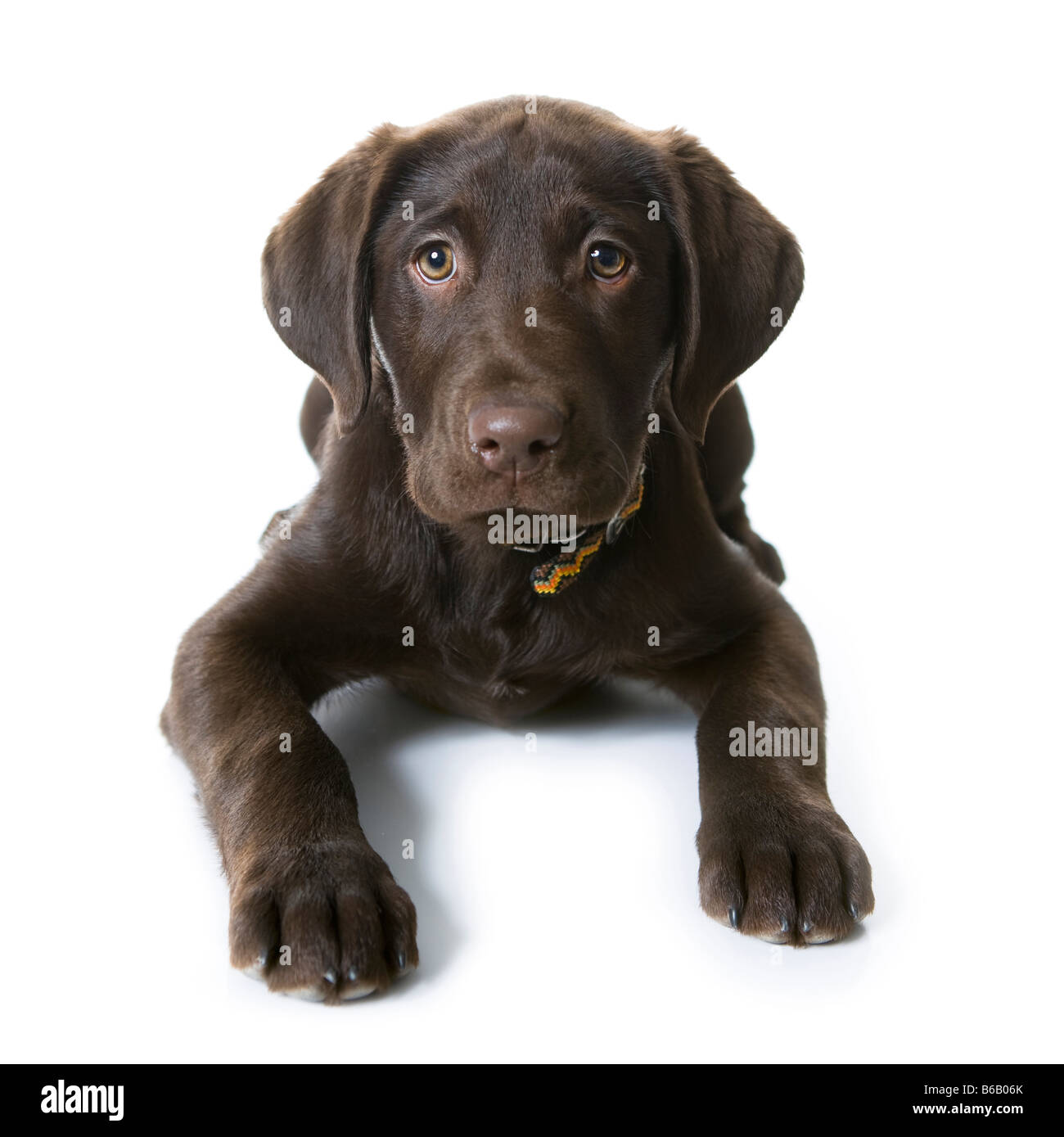 levrette Banque D'Images