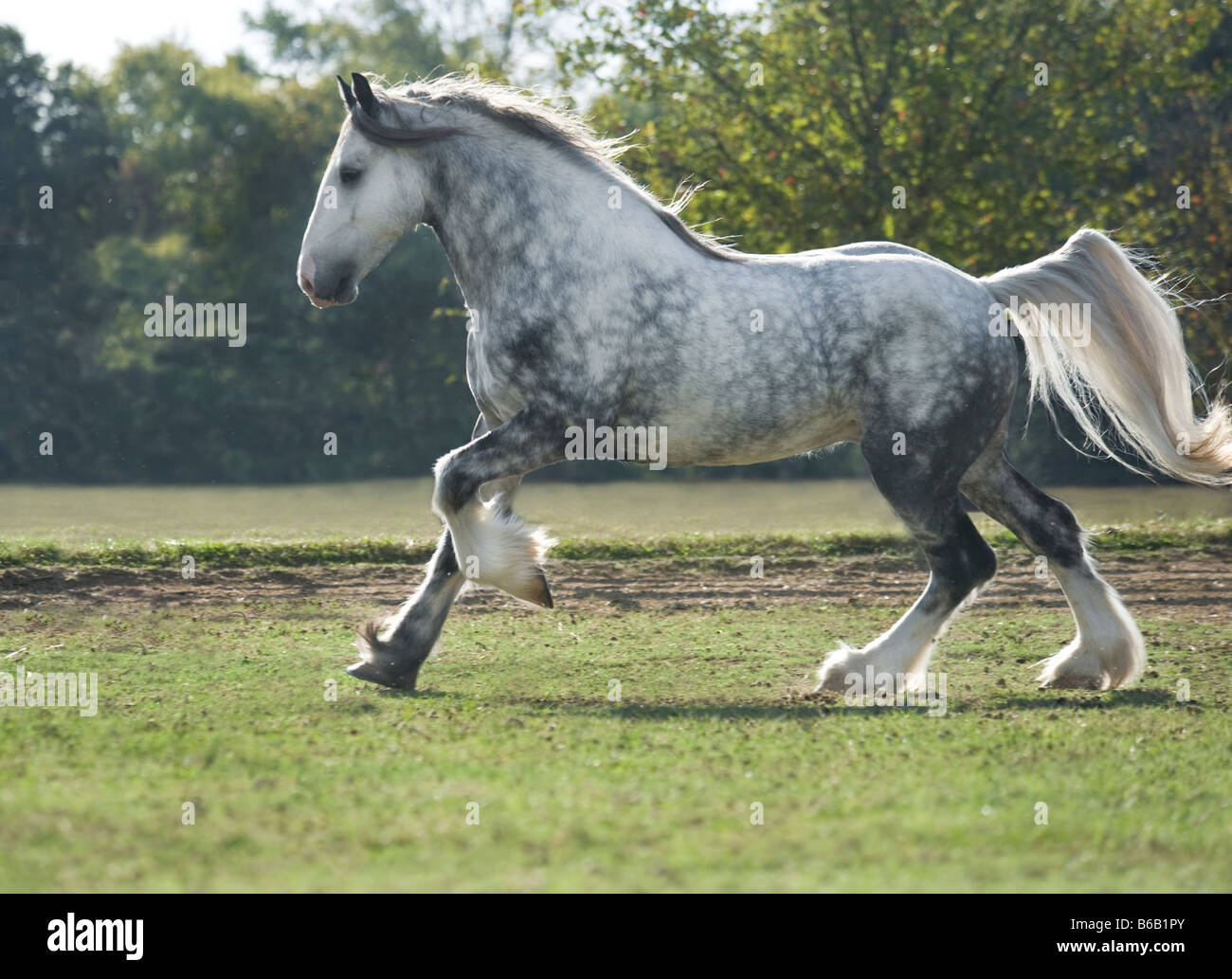Drum Horse stallion Banque D'Images