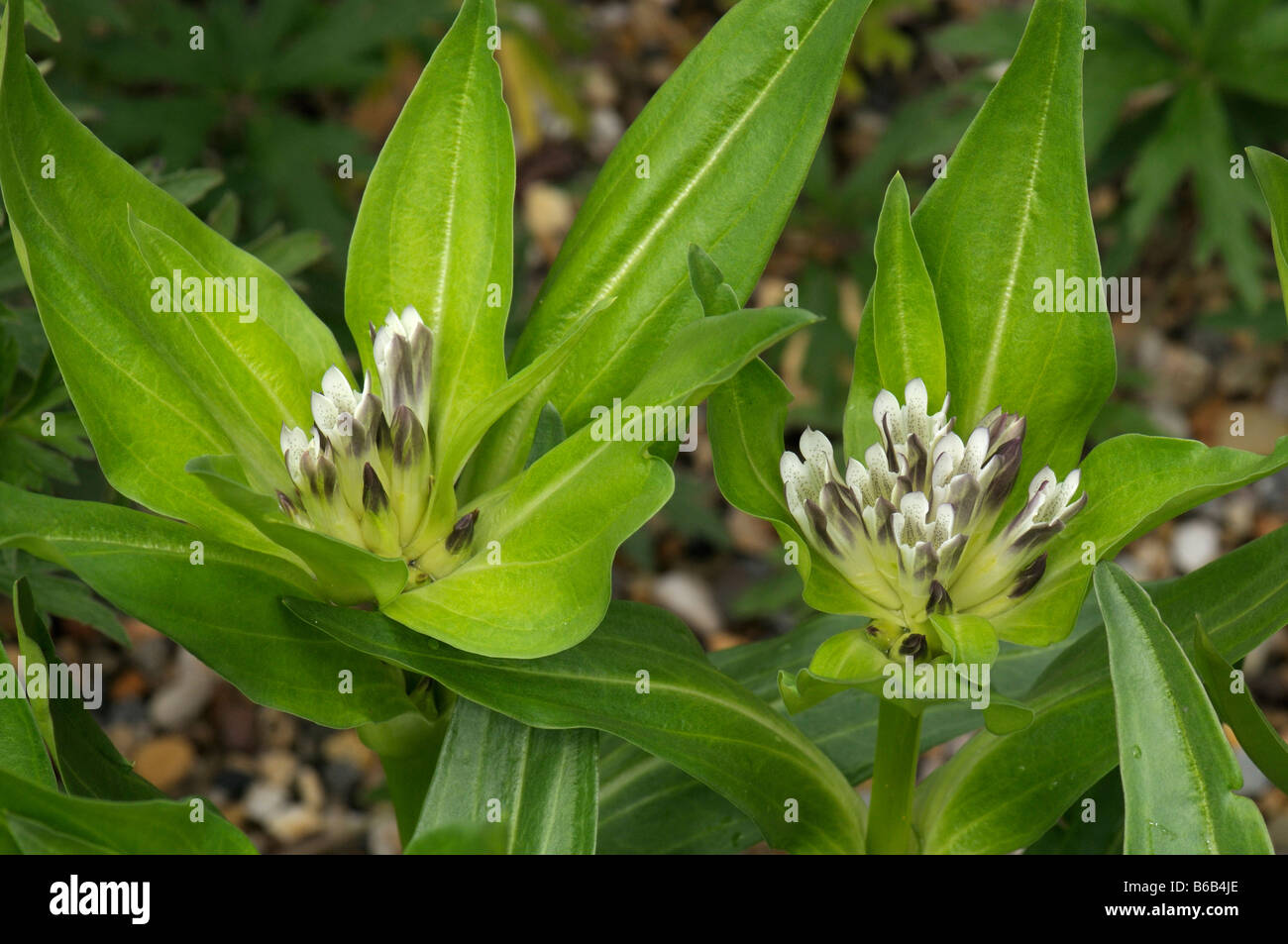 Gentiane blanche (Gentiana alba), la floraison Banque D'Images
