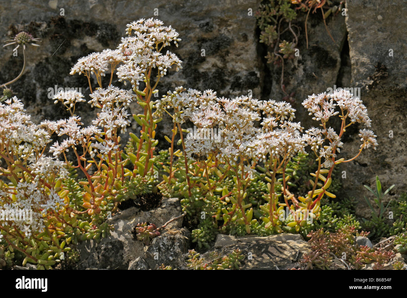 Orpin blanc (Sedum album), la floraison Banque D'Images