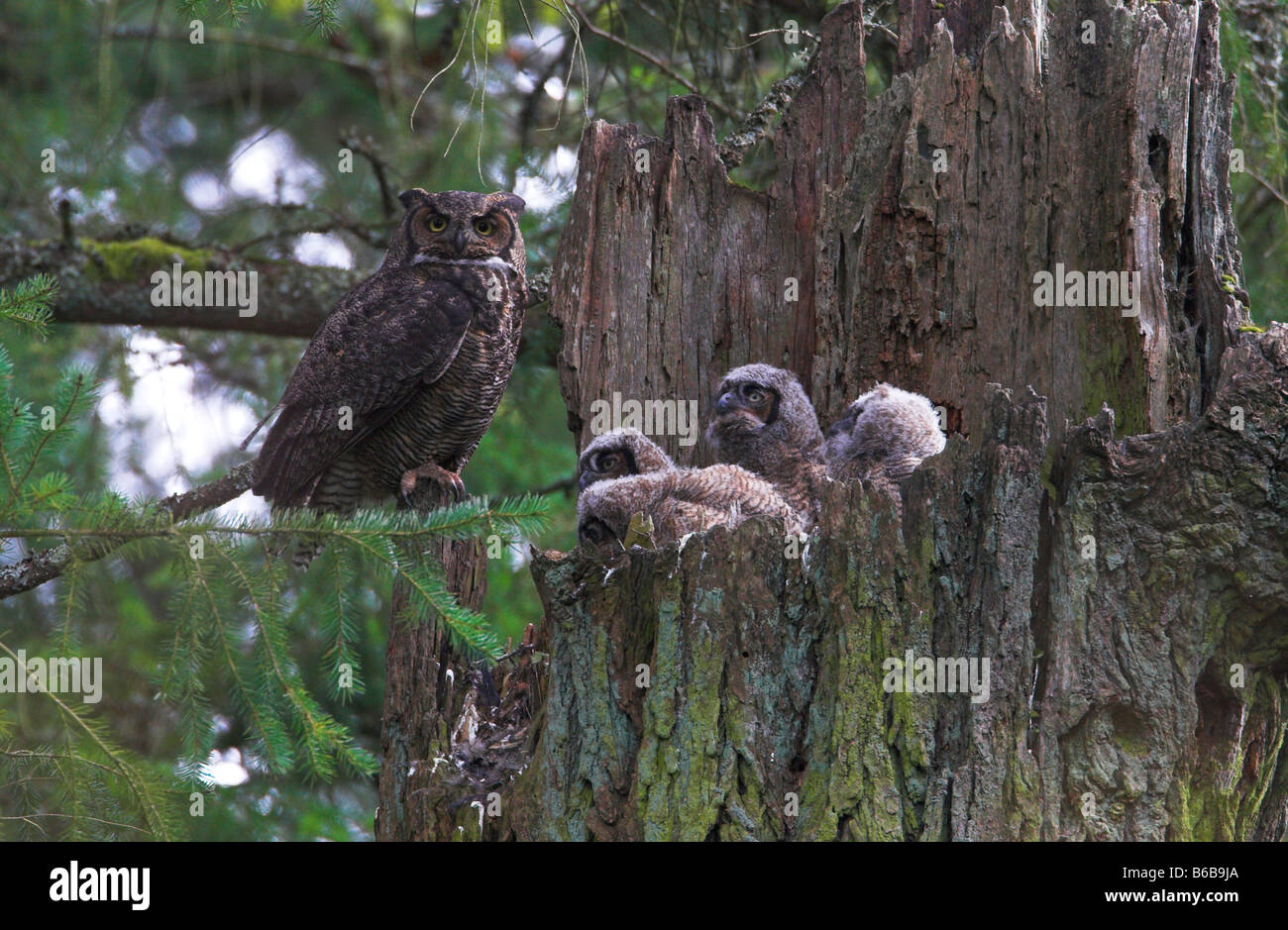 Grand-duc Bubo virginianus Owlets, quatre avec le parent sur son nid en haut de la souche d'arbre mort à Beaver Lake Park Victoria BC Banque D'Images