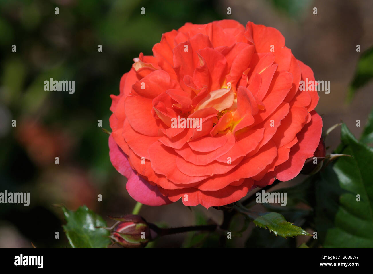 Rose (Rosa sp.), la variété : Gebrueder Grimm, fleur Banque D'Images