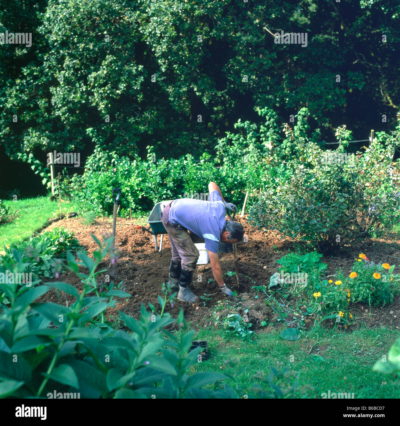 Un homme creusant des pommes de terre dans son pays biologique rural garden Carmarthenshire pays de Galles Royaume-Uni Grande-Bretagne KATHY DEWITT Banque D'Images