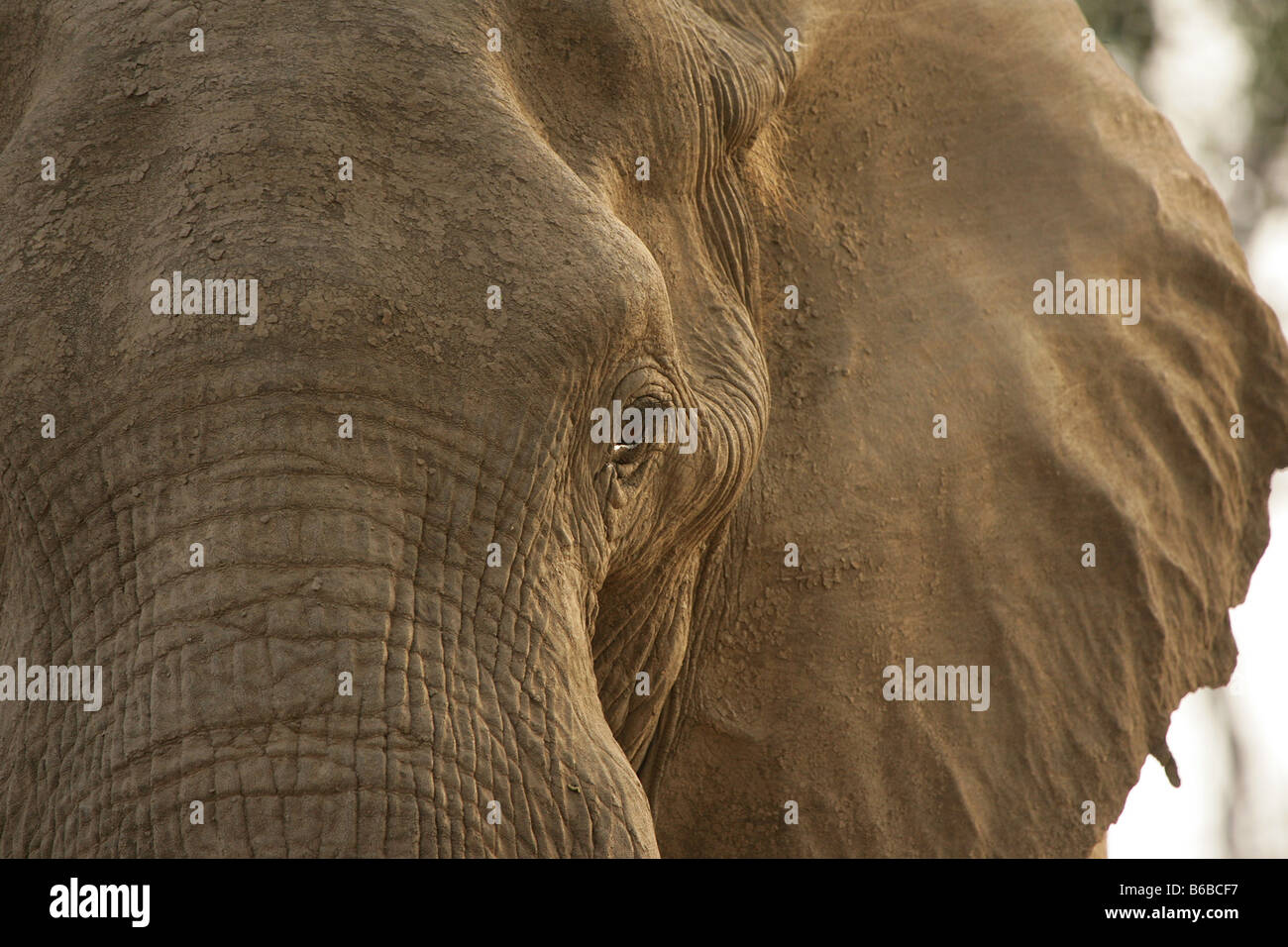 Portrait de l'éléphant Banque D'Images