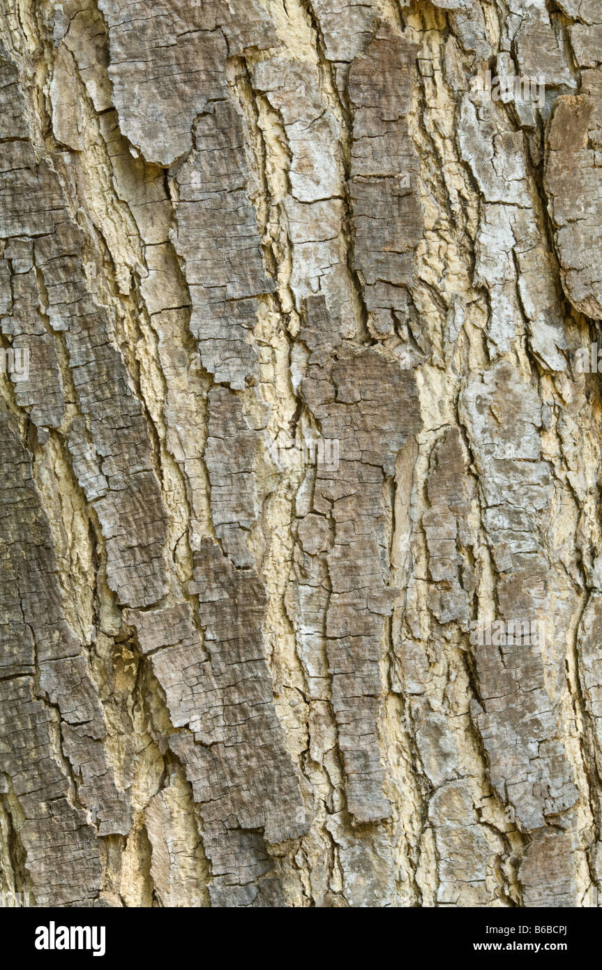 Raintree (saman Albizia) close-up de l'écorce des Jardins Botaniques George Brown Darwin, Territoire du Nord Australie Septembre Banque D'Images