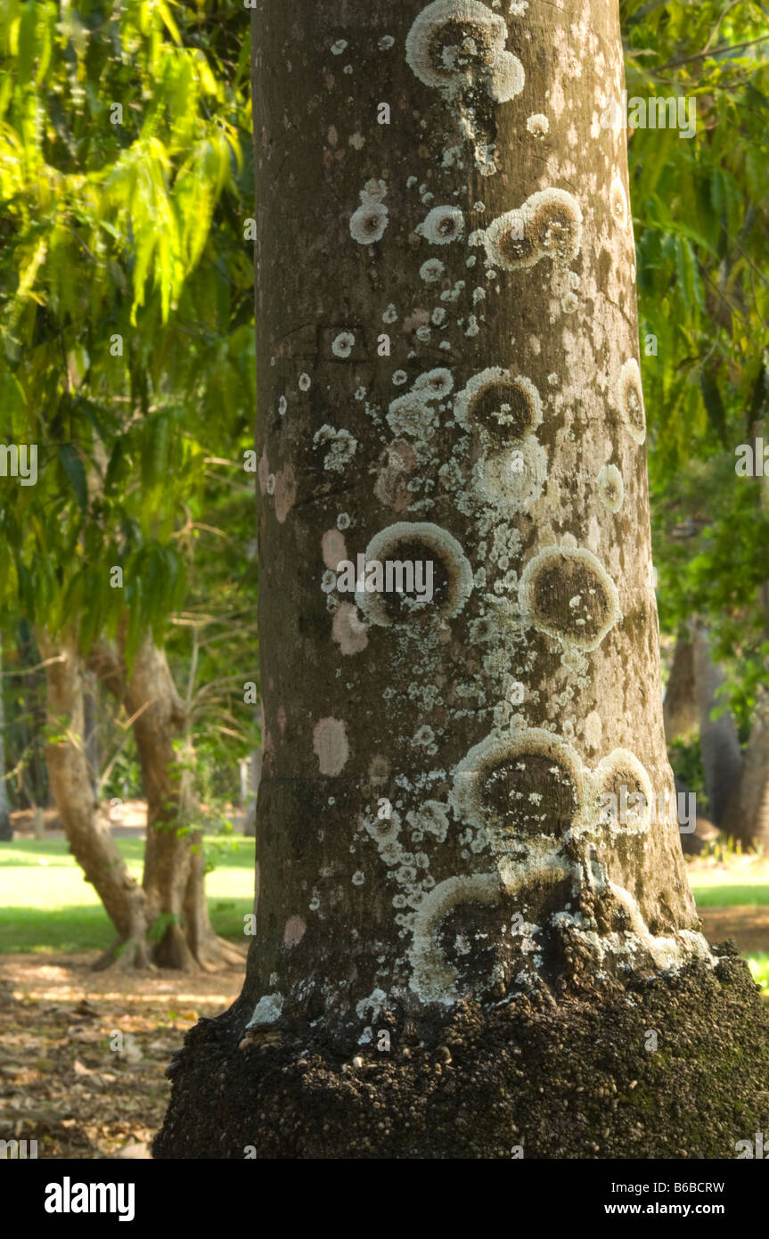 Palm bouteille (Hyophorbe lagenicaulis) close-up de George Brown Darwin Botanic Gardens Australie Territoire du Nord Sept. Banque D'Images