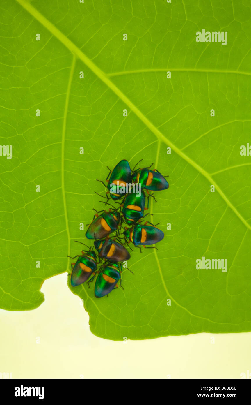 Le jewel beetle se rassembler sous le Parc National de Katherine rétroéclairé feuilles Territoire du Nord Australie Septembre Banque D'Images