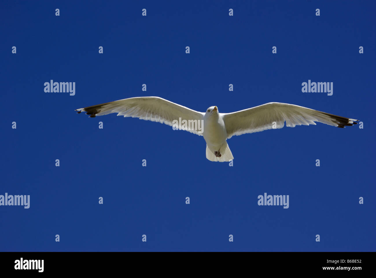 Larus ridibundus mouette voler contre un ciel bleu Banque D'Images