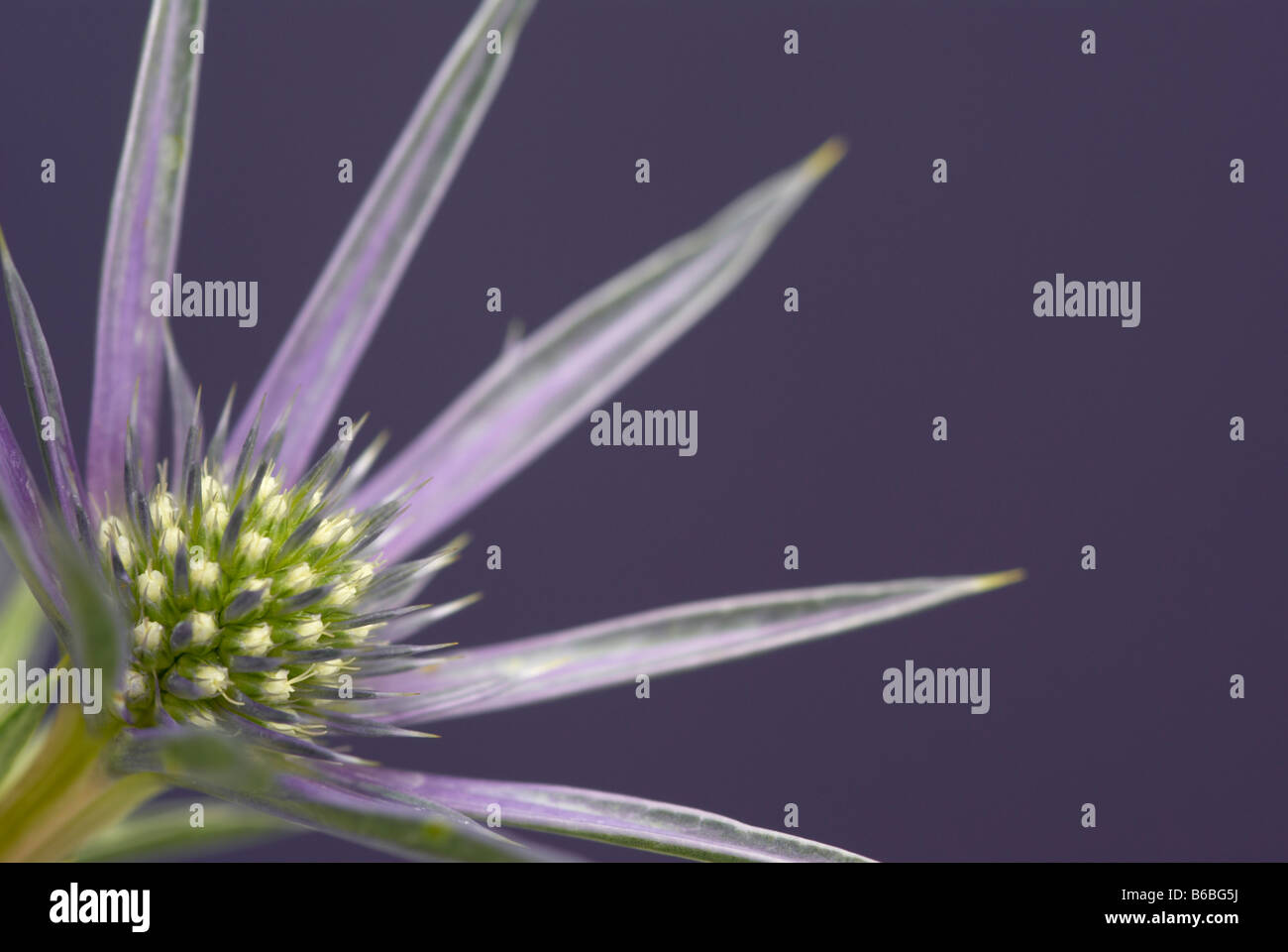 (Eryngium bourgatii Holly mer Picos améthyste), close up of flower contre fond violet. Banque D'Images