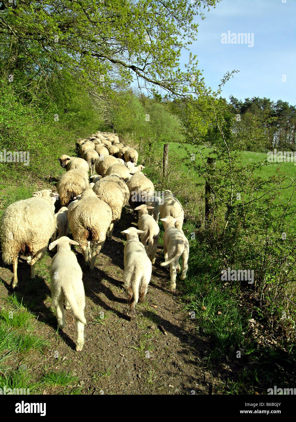 Troupeau de moutons dans le champ Banque D'Images