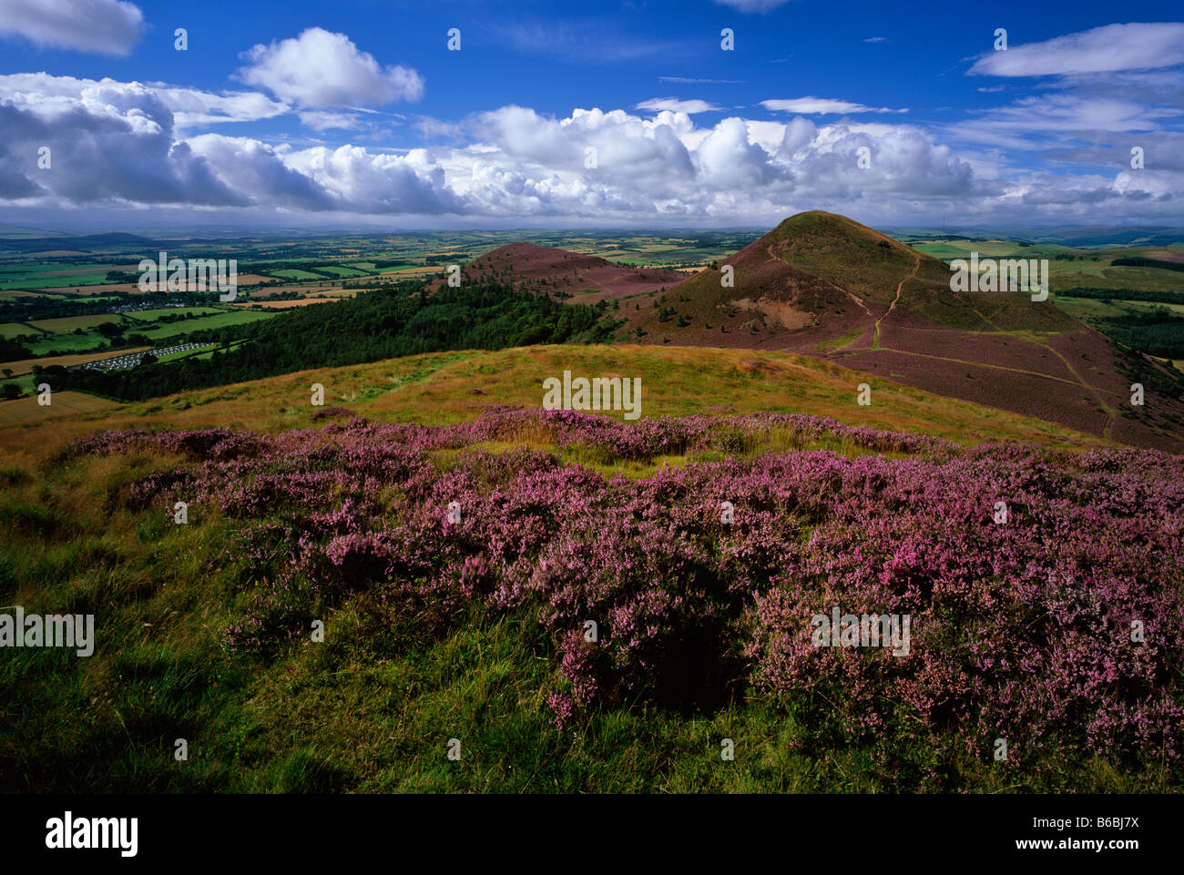 Eildon Hills heather en été, près de Melrose, Scottish Borders, Scotland Banque D'Images