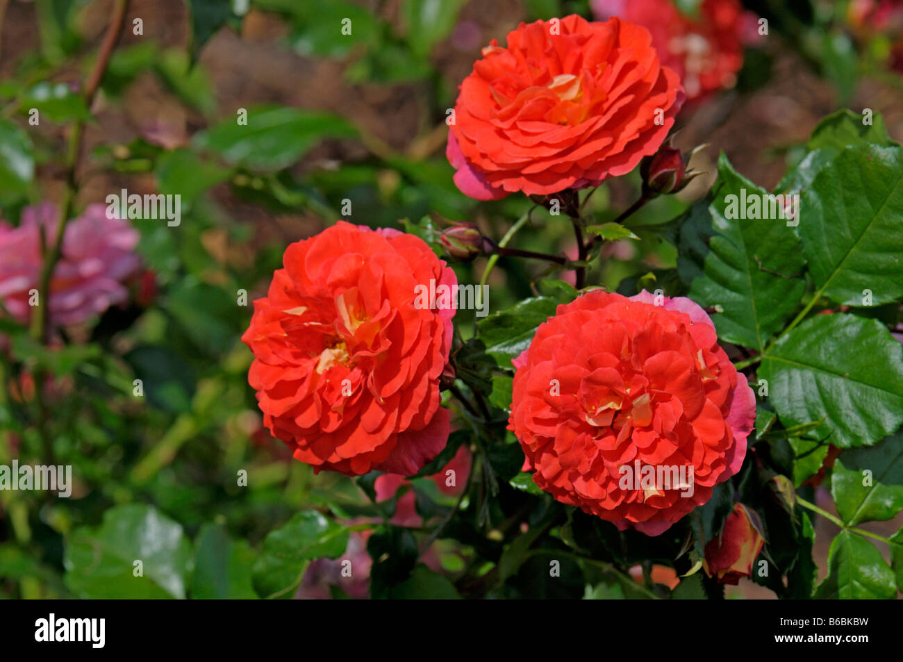 Rose (Rosa sp.), la variété : Gebrueder Grimm, flowering plant Banque D'Images