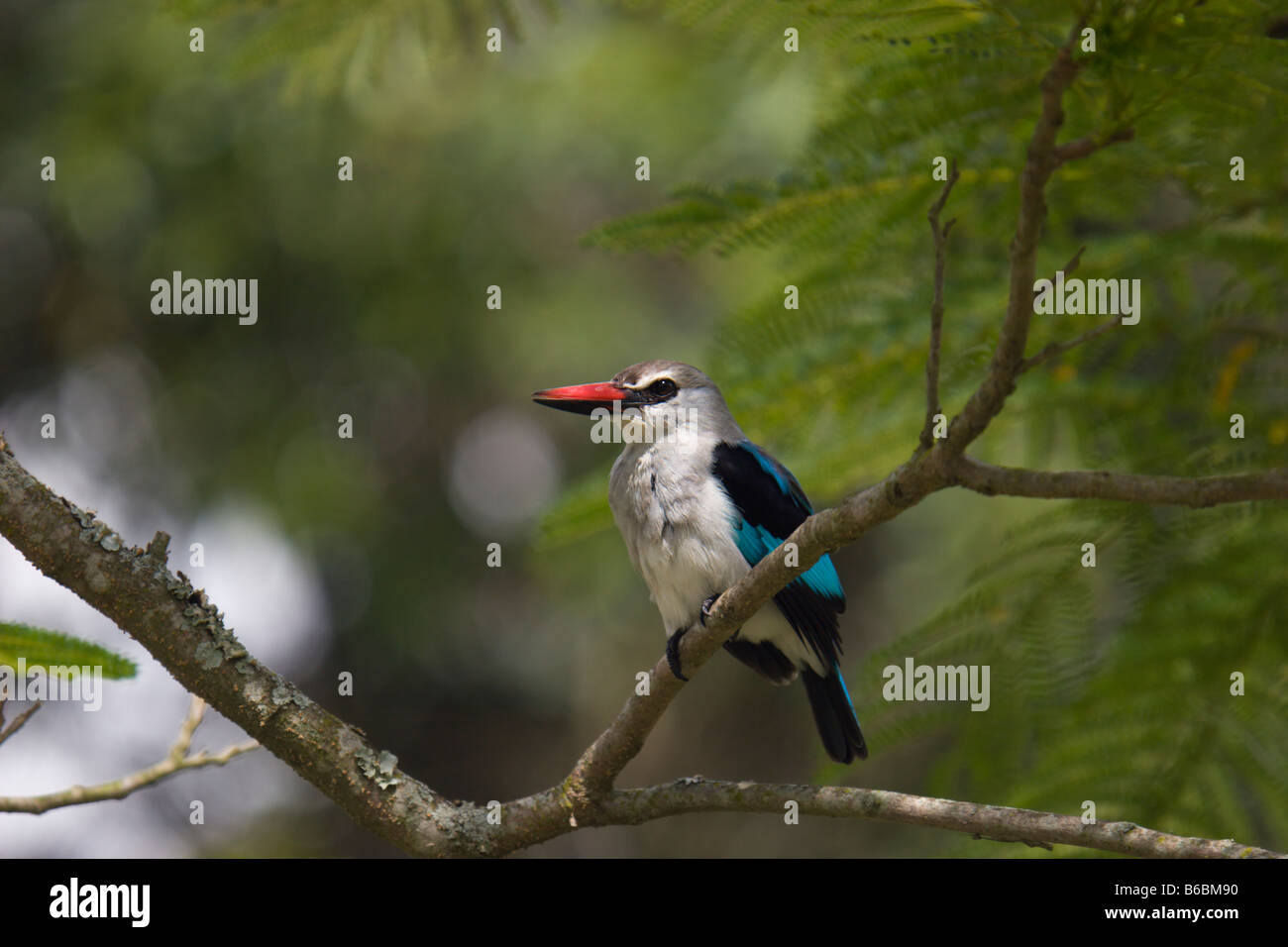 Kingfisher Kingfisher Afrique Ouganda d'oiseaux forestiers Banque D'Images