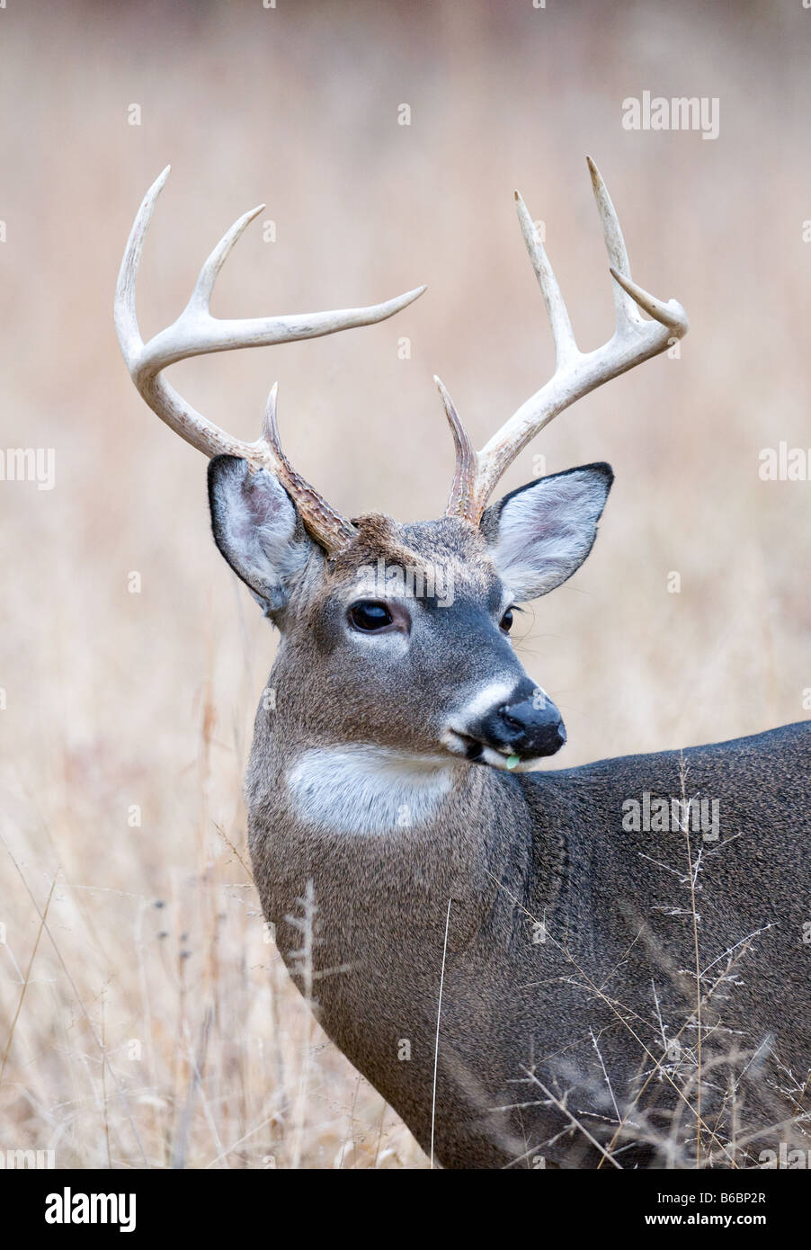 Portrait de cerfs Banque D'Images