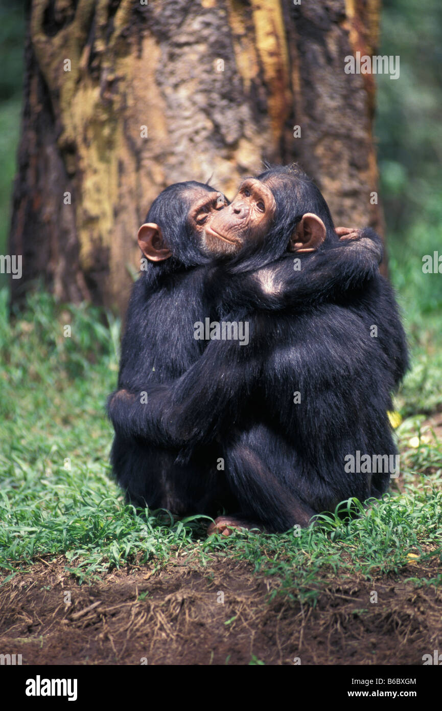 Deux chimpanzés grooming Banque D'Images