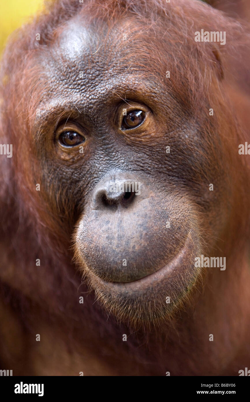 L'Indonésie, Jakarta, Java, Zoo de Surabaya, orang-outan, Pongo P. Pygmeus Banque D'Images