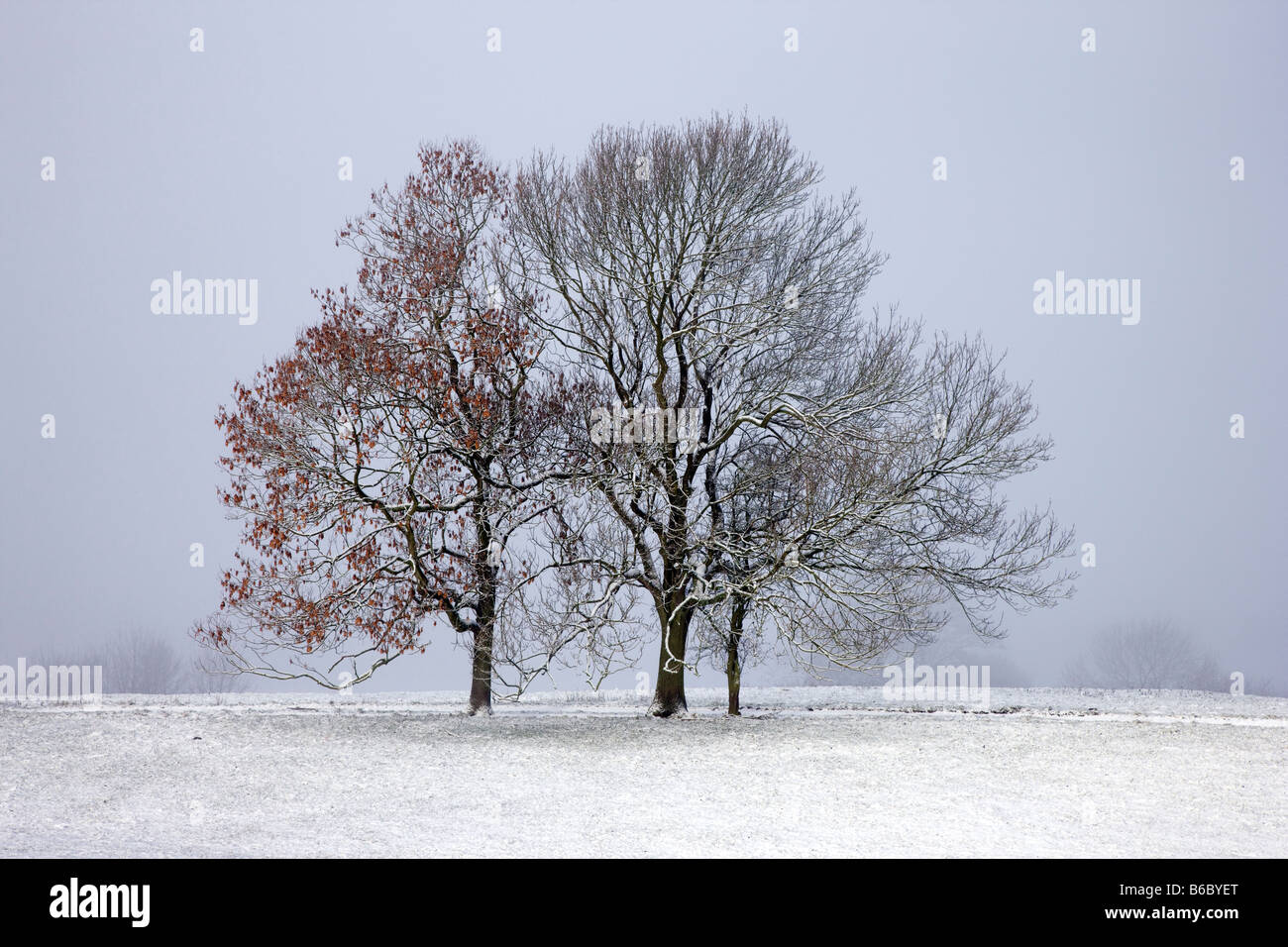 Les frênes en Bilsdale hiver North Yorkshire Moors Banque D'Images